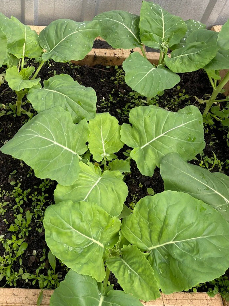 Jiemei Taoshan Chinese Broccoli