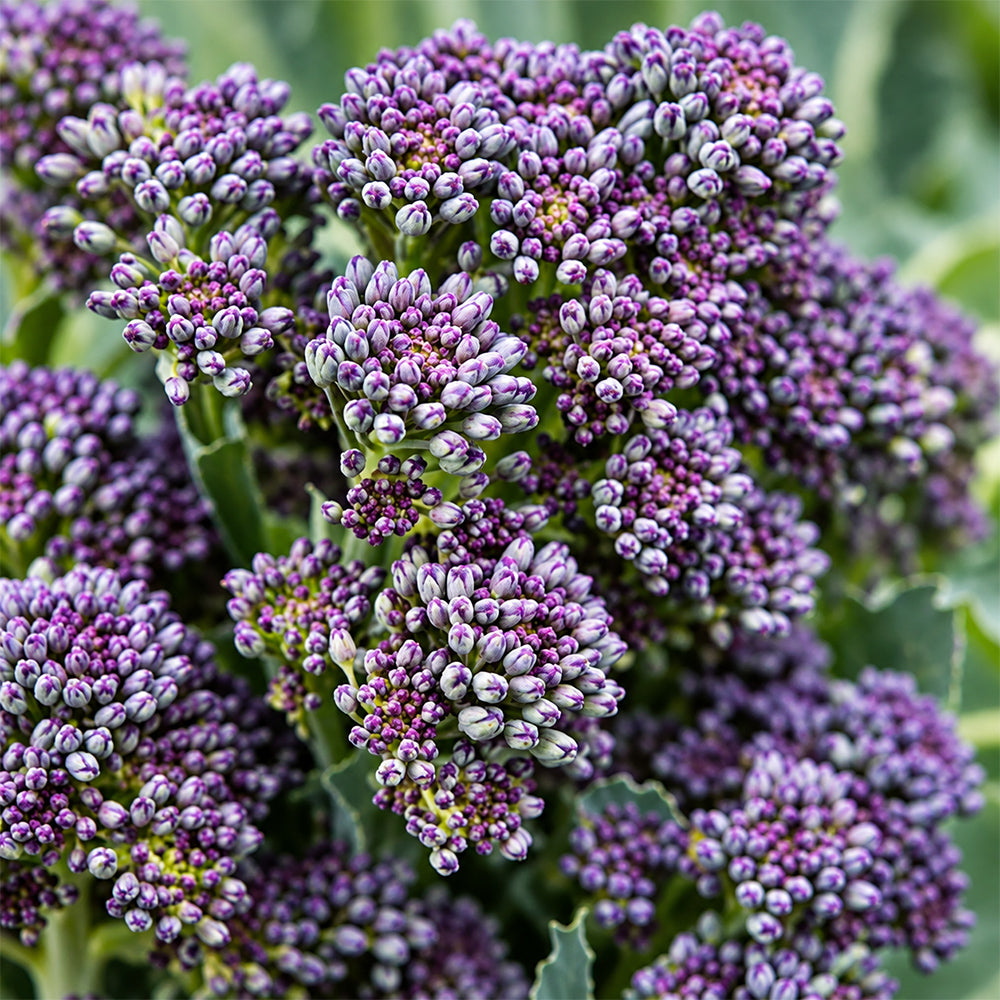 U2421 Early Purple Sprouting Broccoli