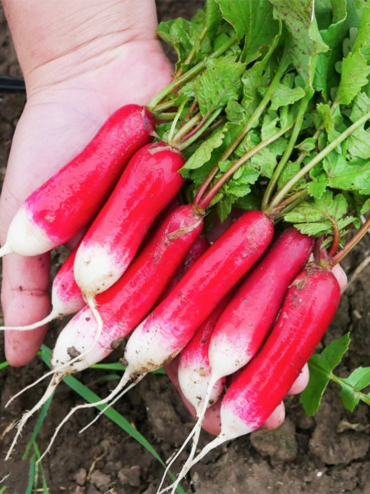 Thumb-sized Fruit Radish