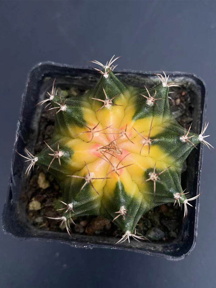 Gymnocalycium mihanovichii 'Yellow Variegata'