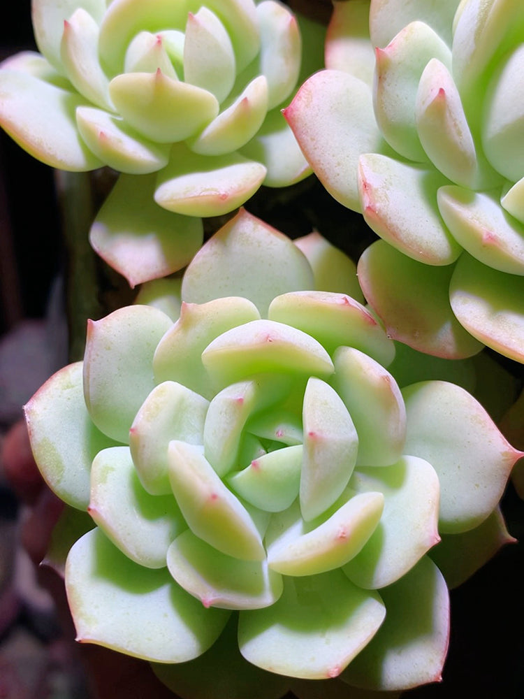 Echeveria cv. 'Love Song'