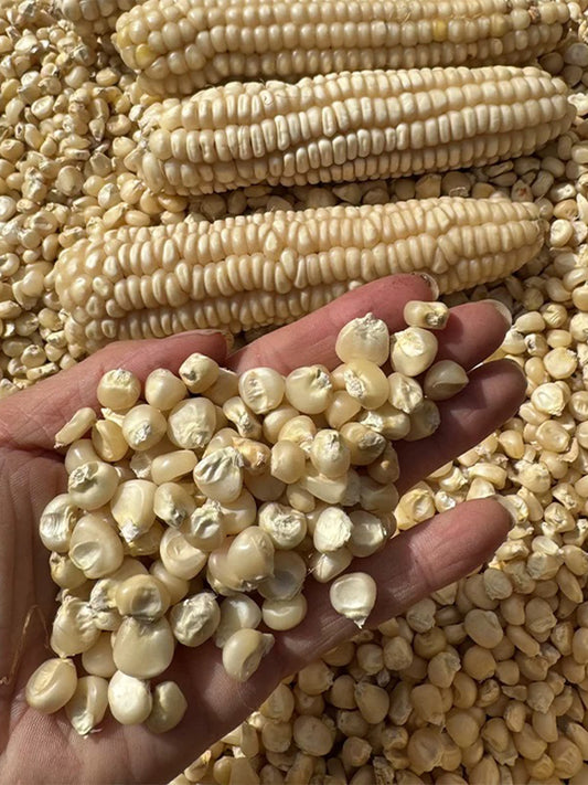 'White Horse Tooth' Corn