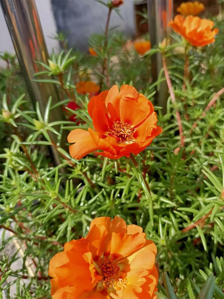 Hezhichun Orange Moss-Rose Purslane