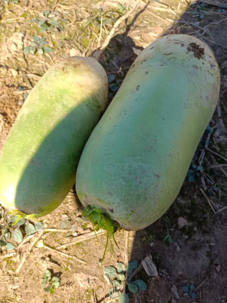 Jingcui Elite Fruit Radish