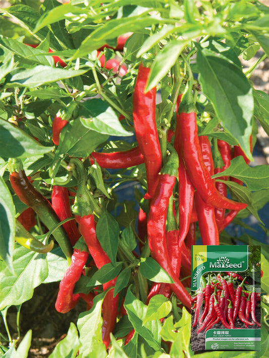 Cayenne Pepper