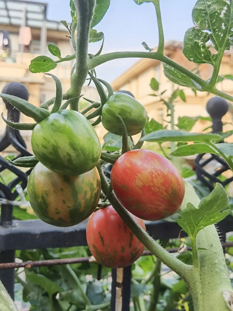 Colorful Roman Fruit Tomato