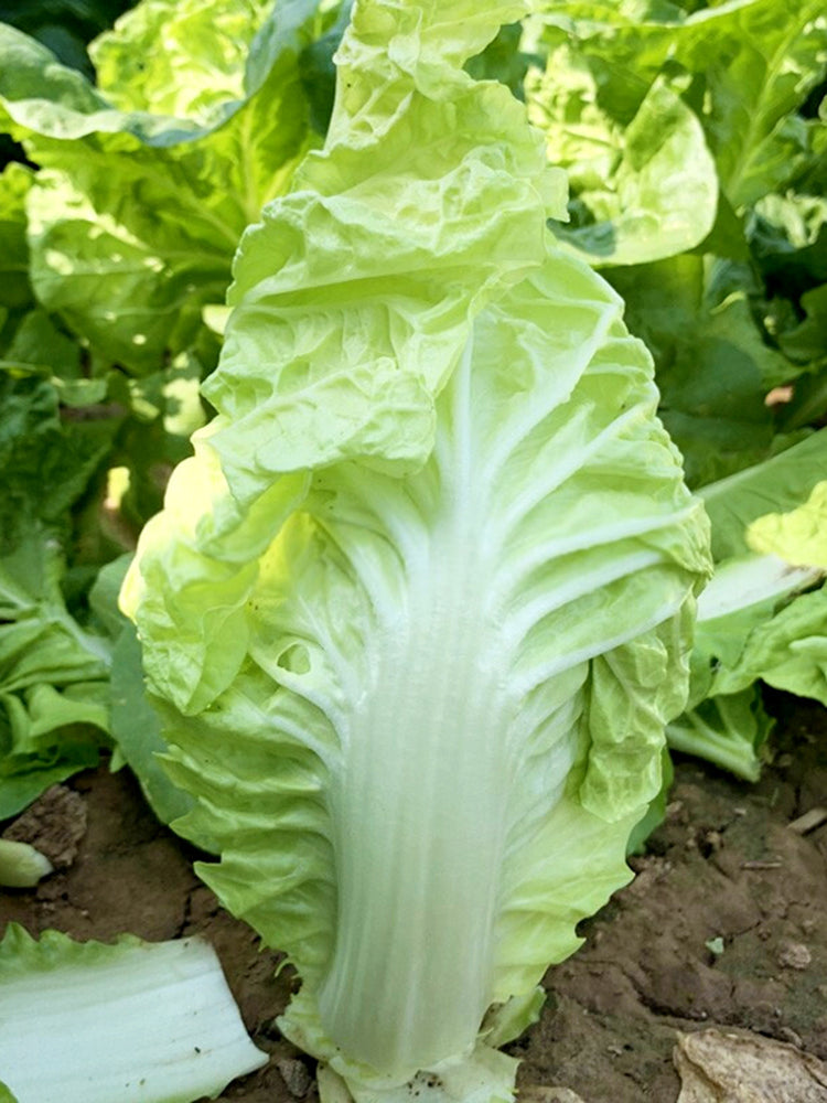 Jinsi White No. 1 Pak Choi