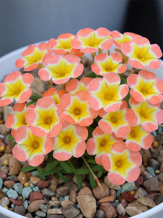Oxalis Candy Box Series - 'Pumpkin'