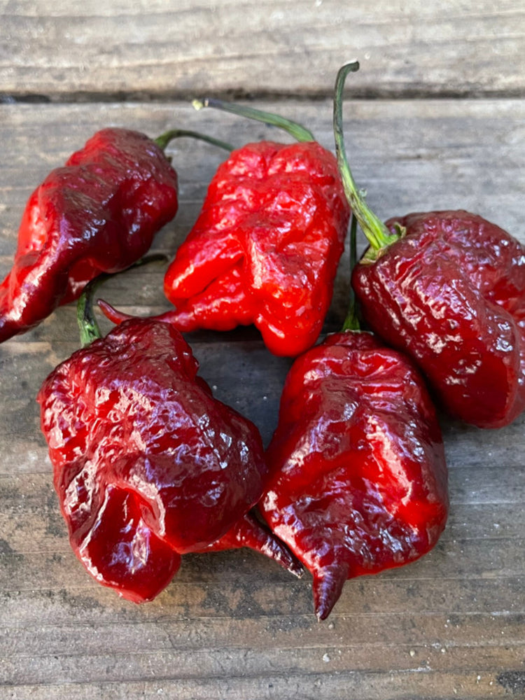 Purple Gator Jigsaw Ghost Pepper
