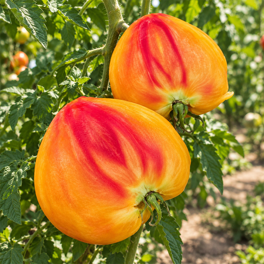 388 Canadian Yellow Strawberry Tomato