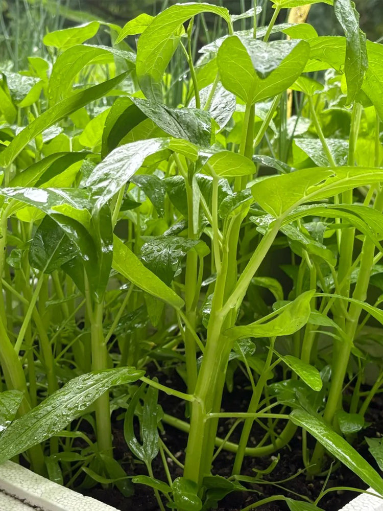 Trident Water Spinach