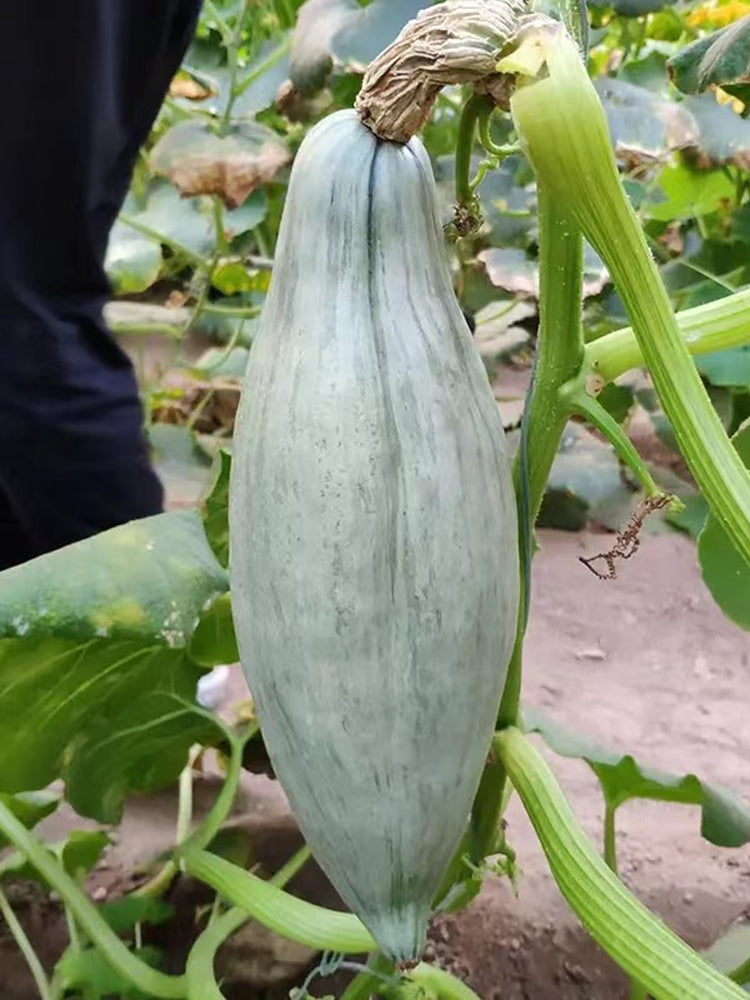 Aristocrat Pumpkin