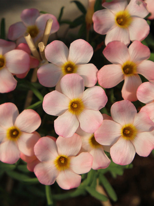 Oxalis obtusa Series Bulb - 'Polar Aurora'