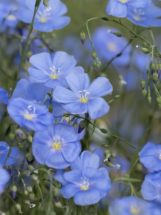 Blue Flax