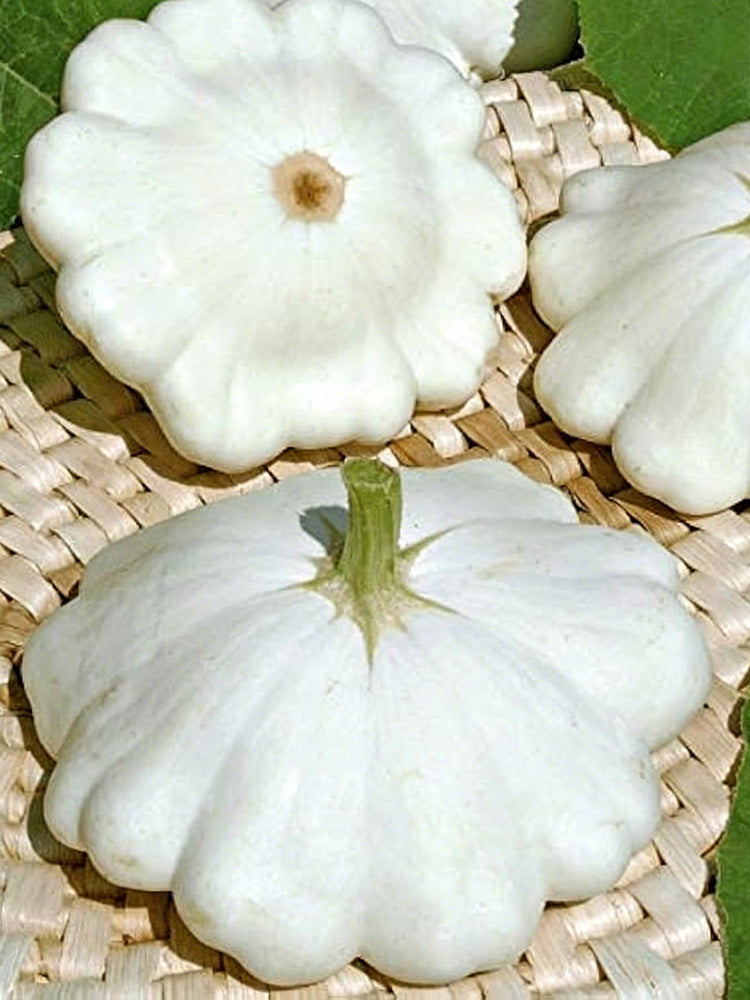 White Flying Saucer Squash
