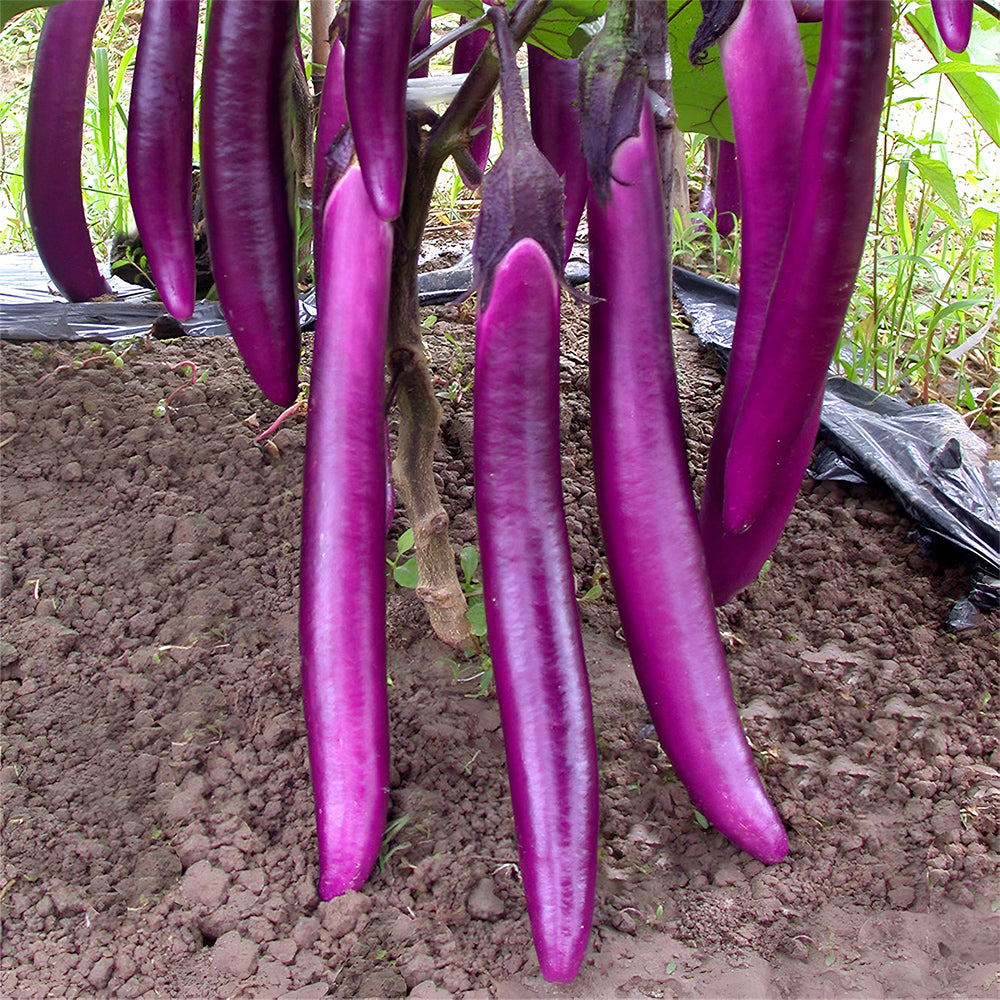 5 Bags (100 Seeds/Bag) of 'Purple Dragon' Hangzhou Eggplant Seeds