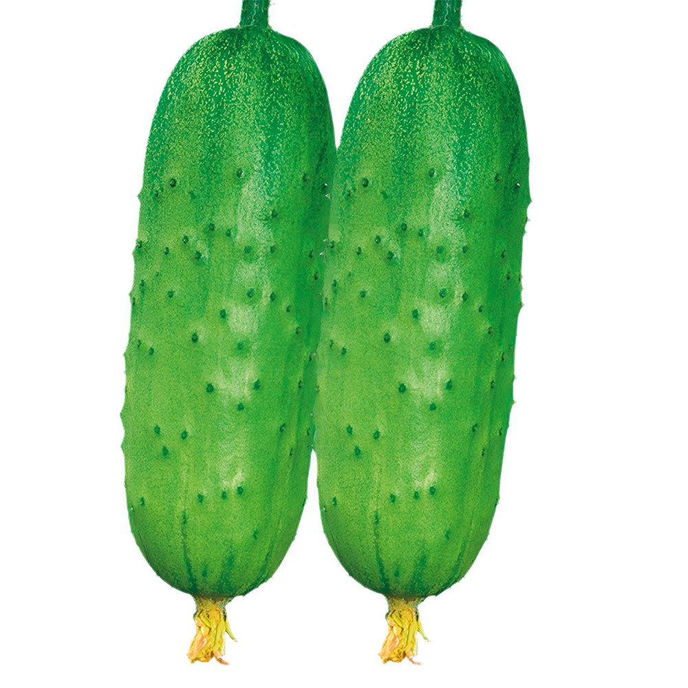Crispy Sunshine: 5 Bags (60 Seeds/Bag) of Cucumbers Short Rod with Thorns