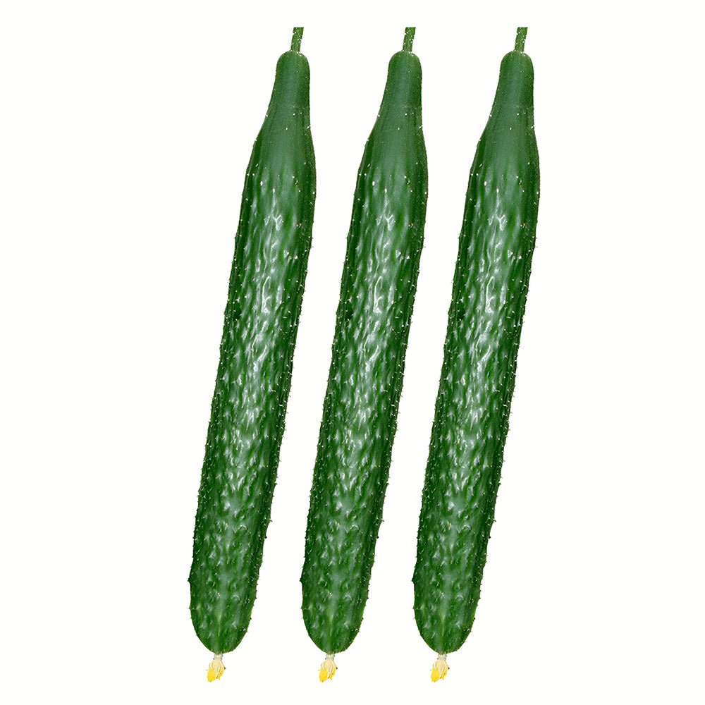 Classic Harvest: 5 Bags (60 Seeds/Bag) of 'Jinyan No.4' Thorny Green Cucumbers
