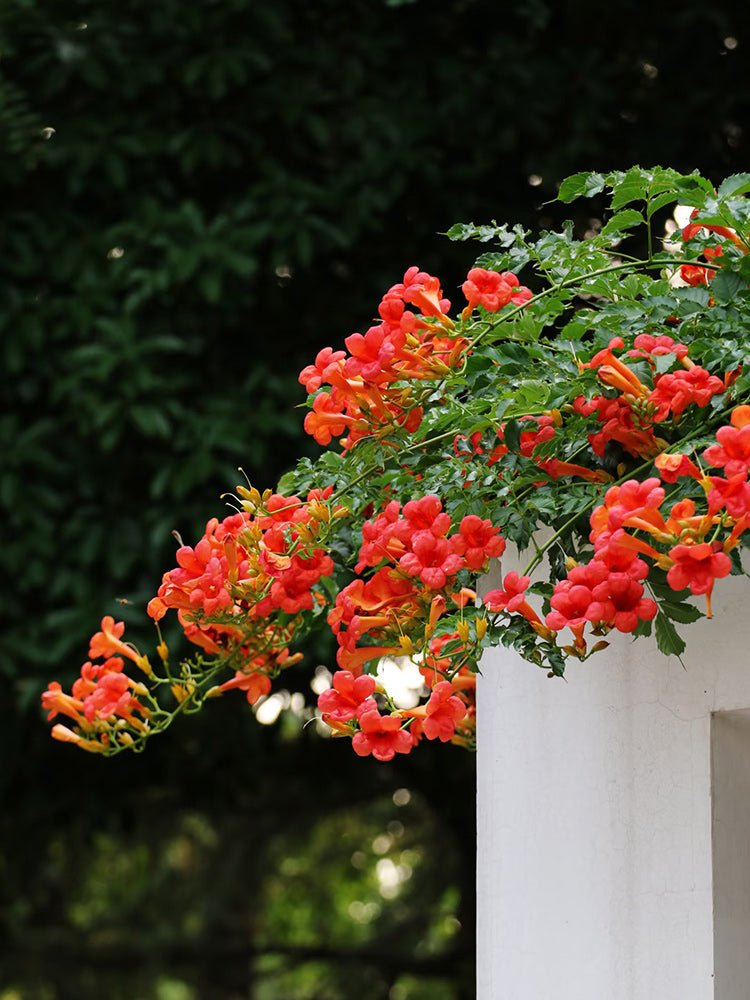 Chinese Trumpet Vine