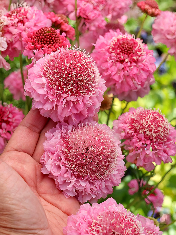 Bellfarm® Scabiosa Atropurpurea 'Salmon Pink' – MUCIAKIE