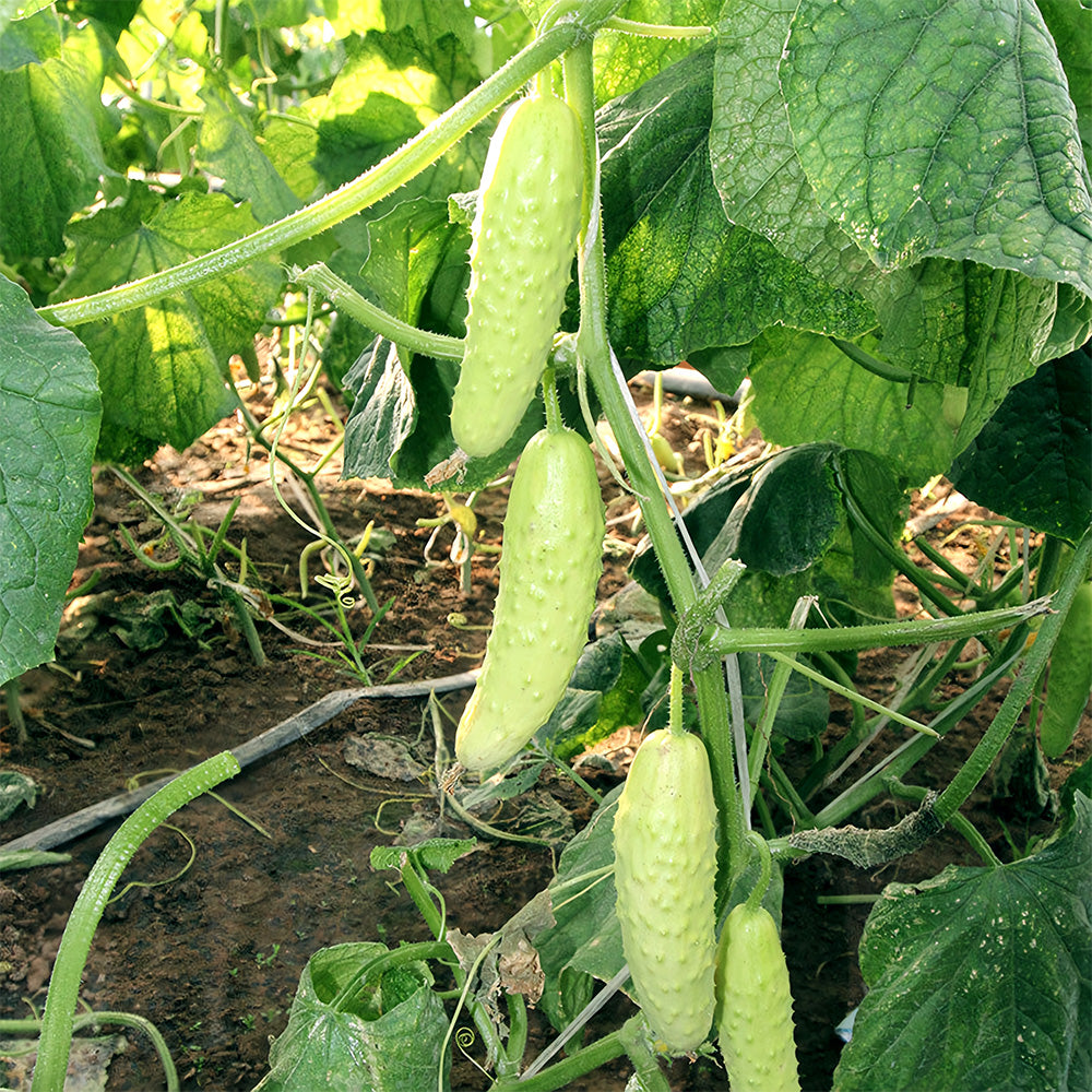 5 Bags (40 Seeds/Bag) of White Cucumber Seeds with Thorns