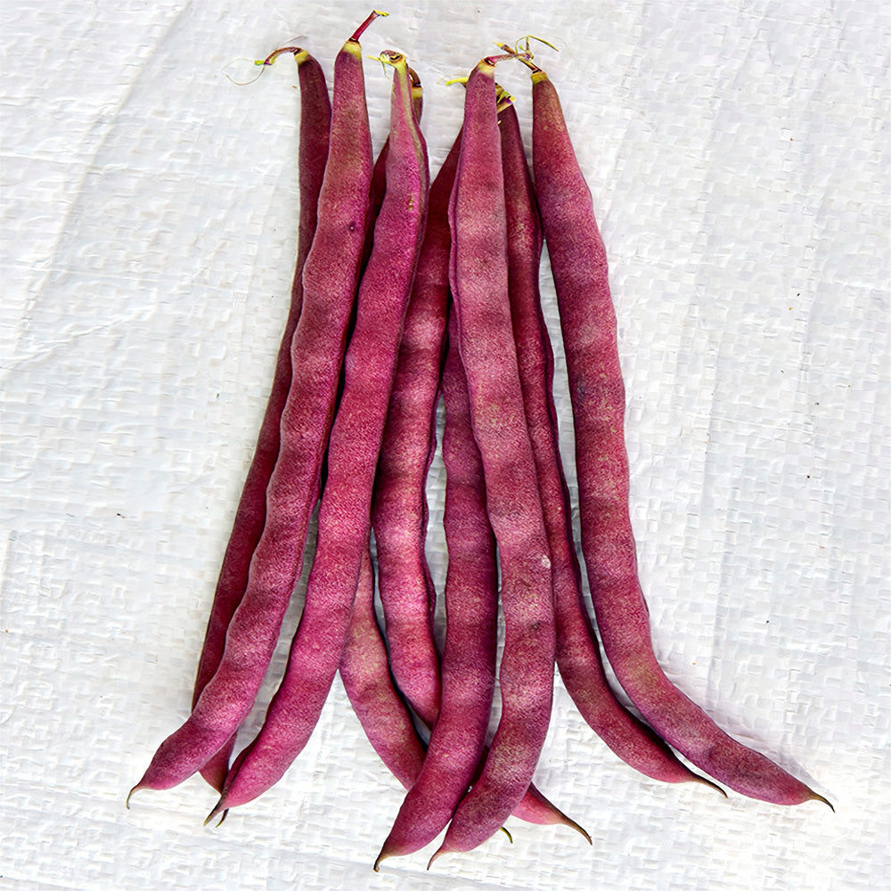 Purple Snap Bean Seeds