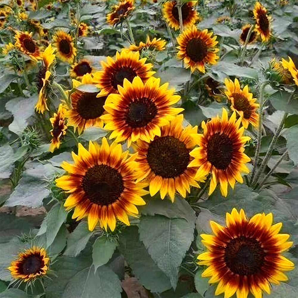 Bellfarm® Bi-Colour Sunflower Seeds (90cm)