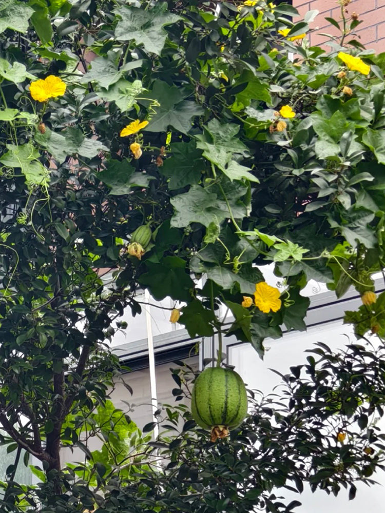 Taifeng No. 1 Apple Luffa