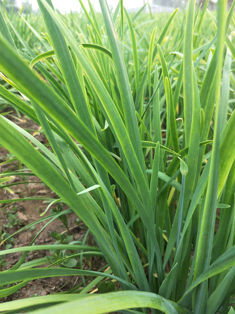 'Jiemei' Broadleaf Chinese Leek