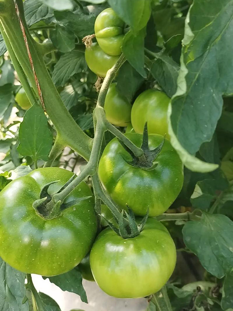 Super Sweet Sandy Green Tomato
