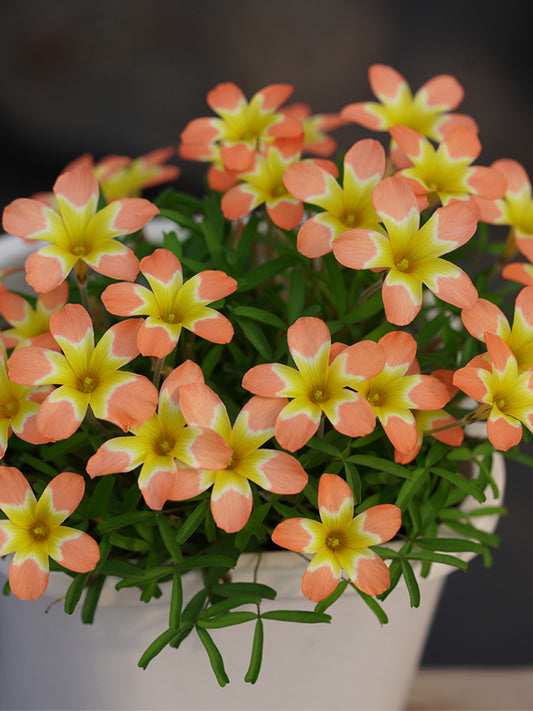 Oxalis Candy Box Series - 'Orange'