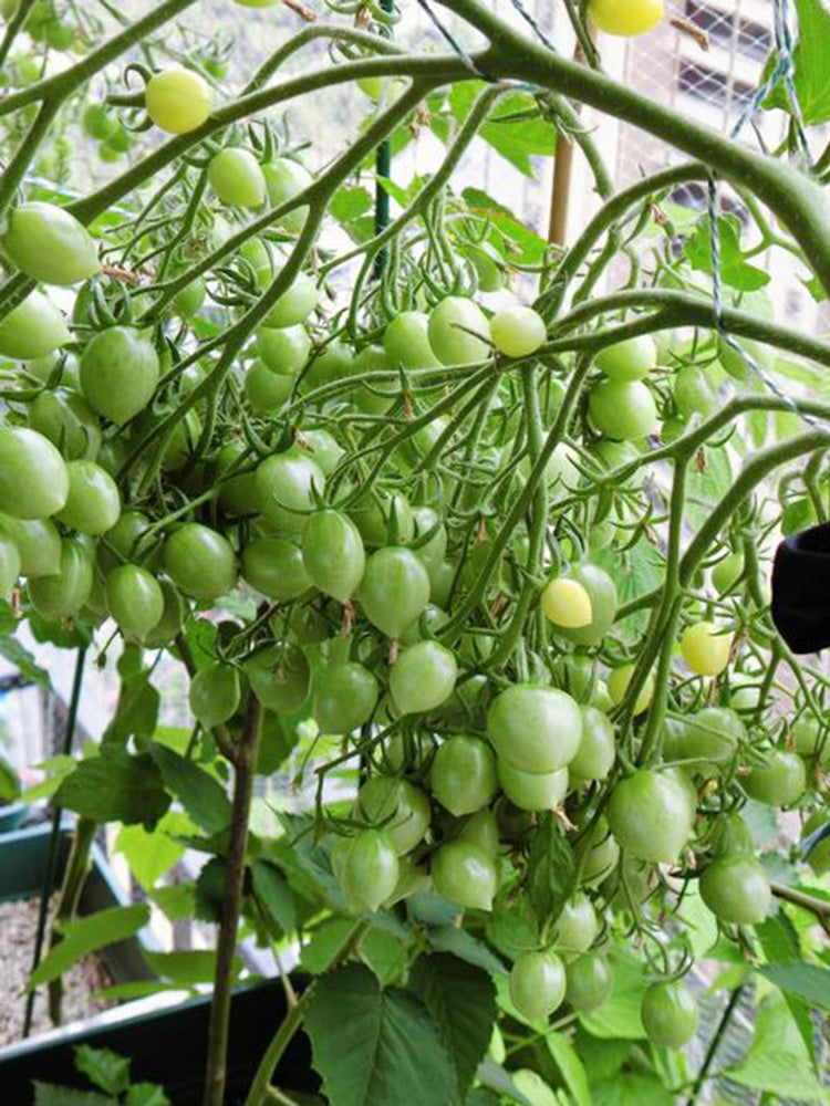 Crazy Barry Cherry Tomato