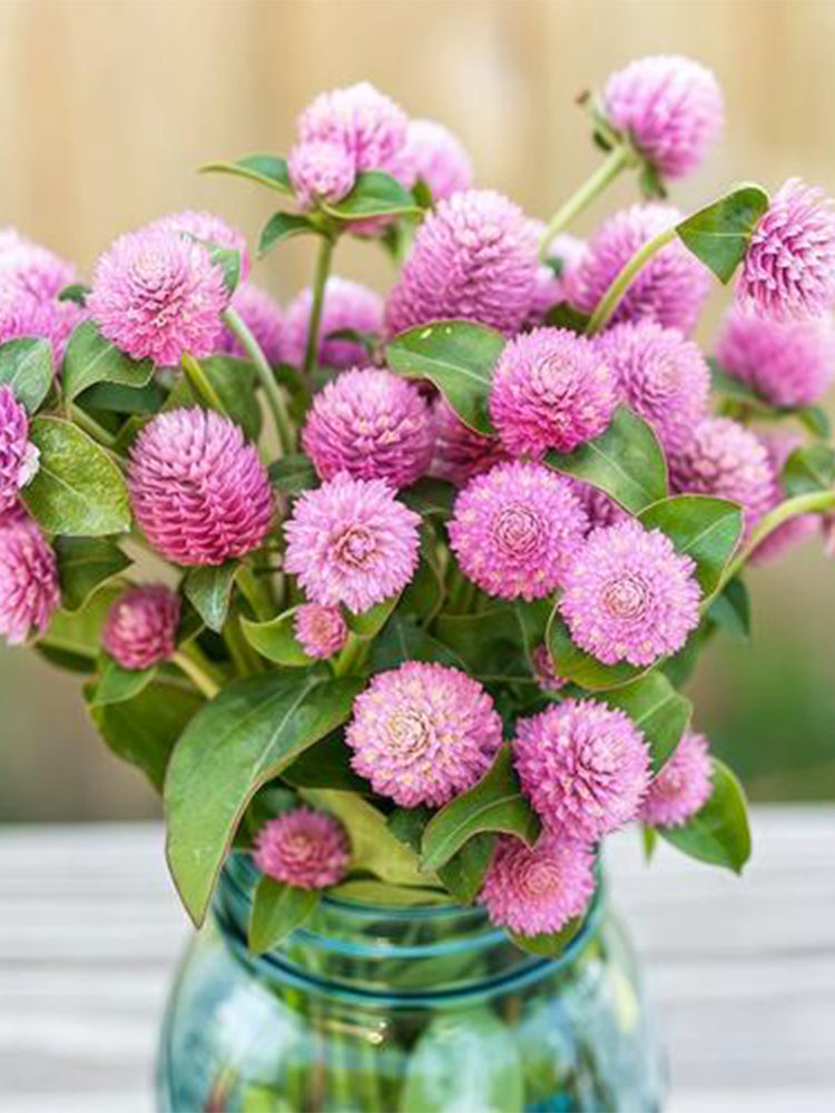 Hezhichun Pink Globe Amaranth