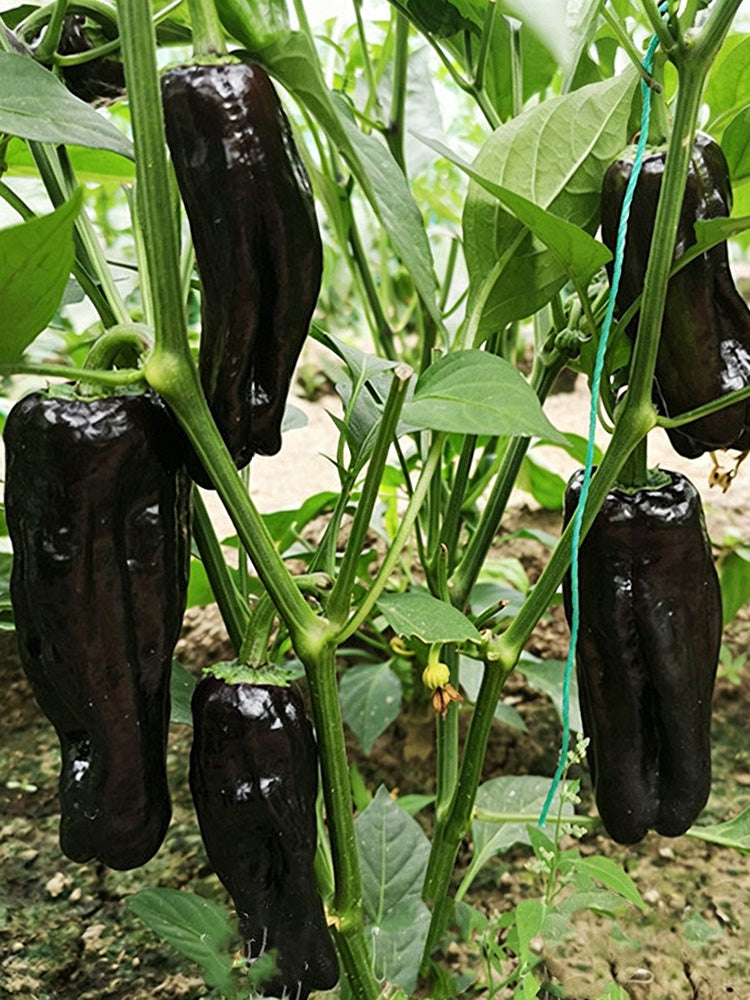 Perilla Pepper