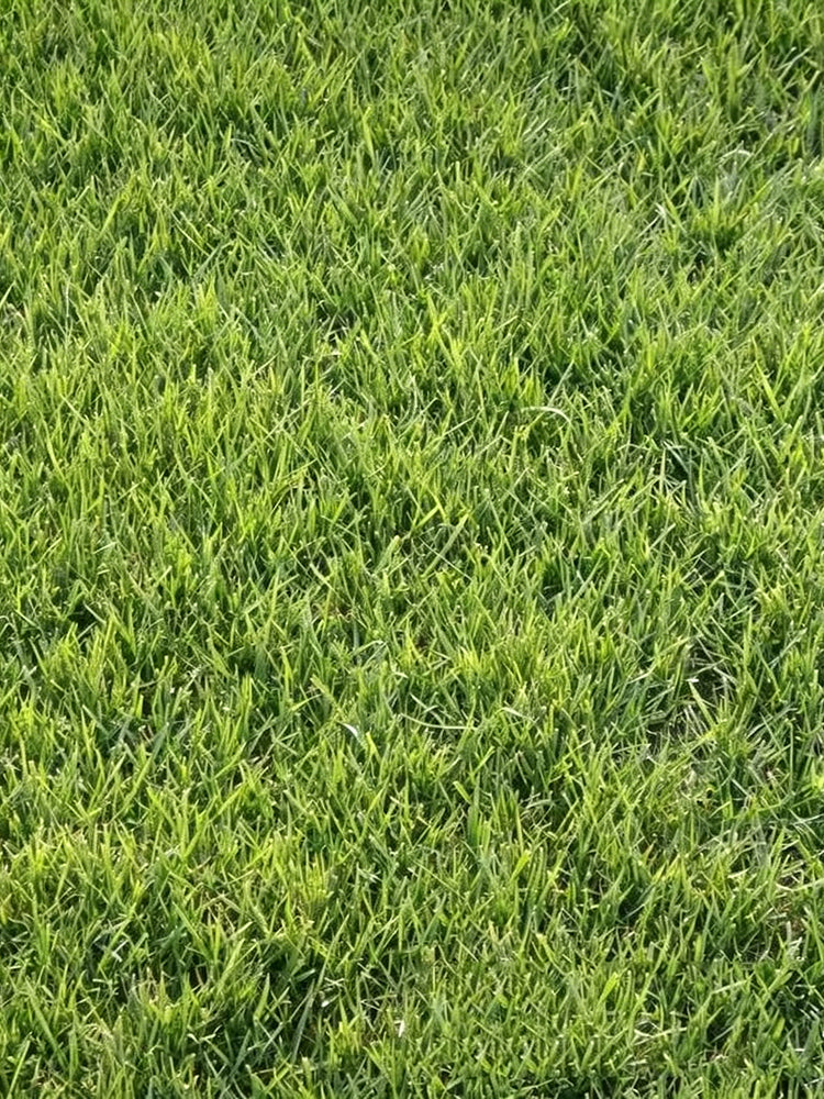 Purple Sheep Fescue