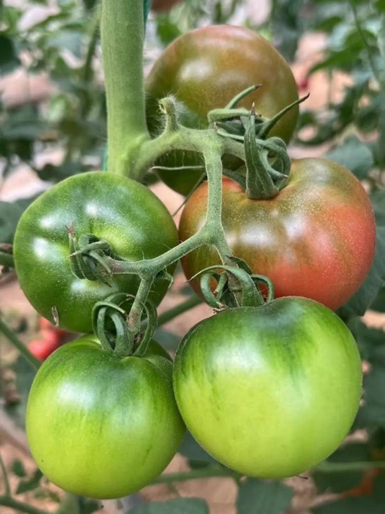 'Strawberry' Tomato