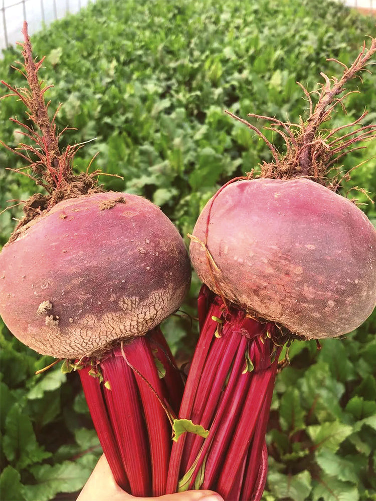 Dutch Red Beetroot