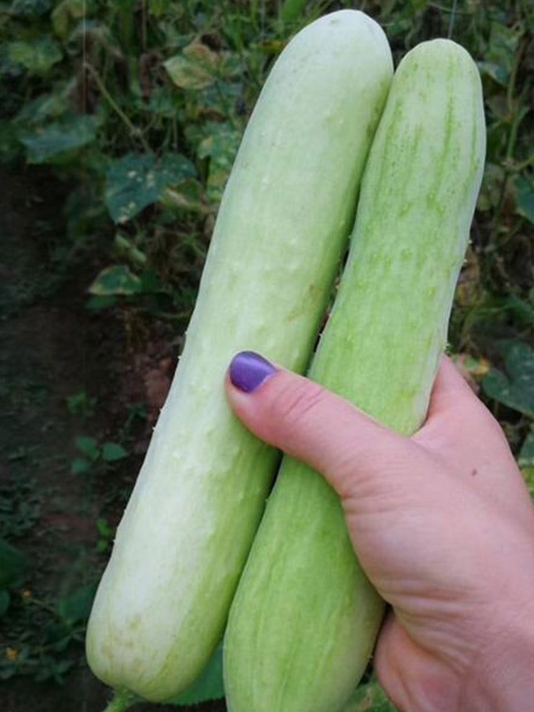 Shangli White Cucumbers