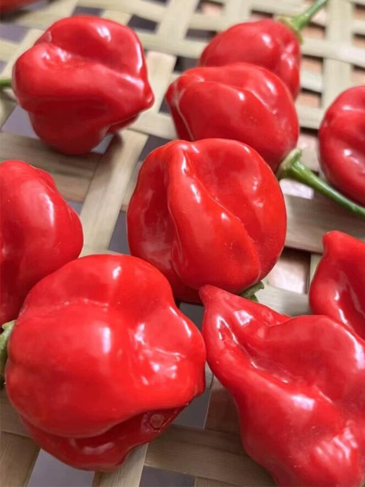 Red Habanero Pepper