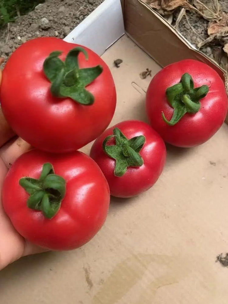 Pink Peach Fruit Tomato
