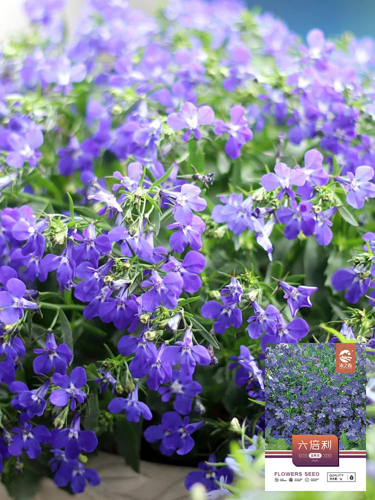 Blue-Purple Lobelia
