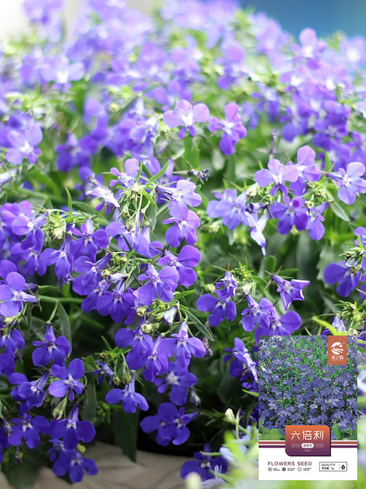 Blue-Purple Lobelia