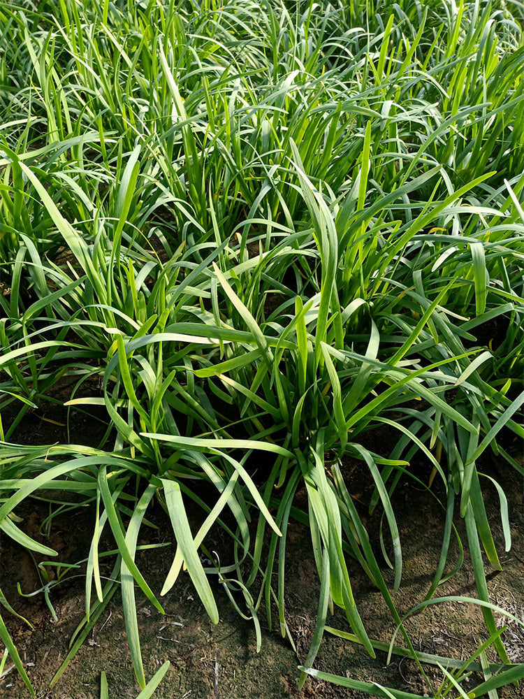 'Jiemei' Broadleaf Chinese Leek