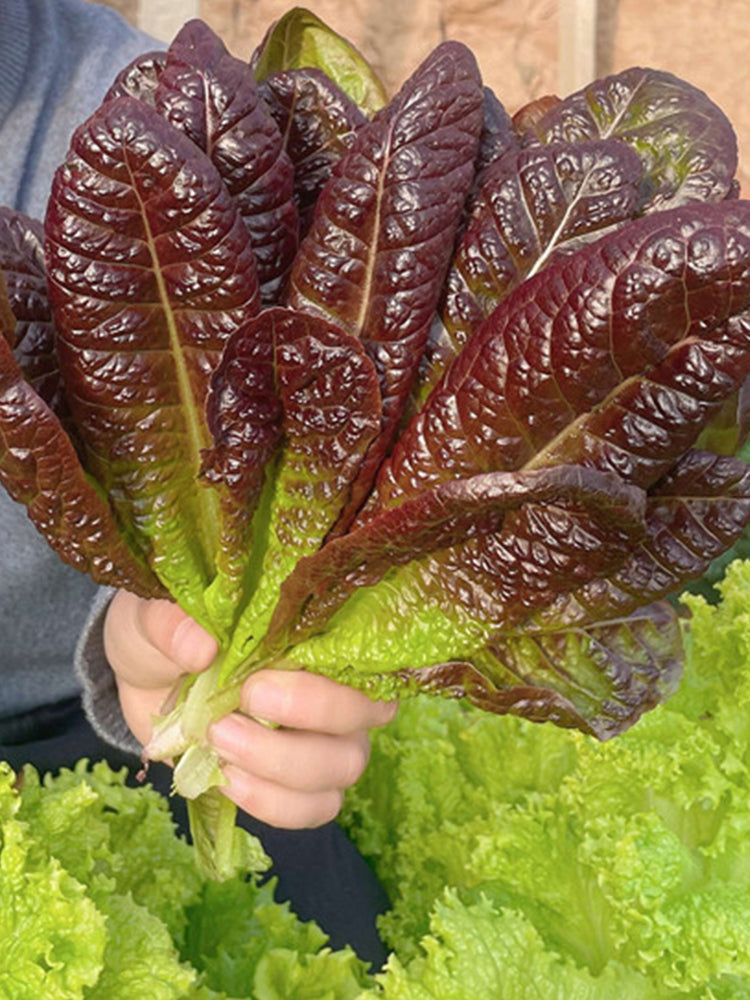 Purple Peacock Lettuce