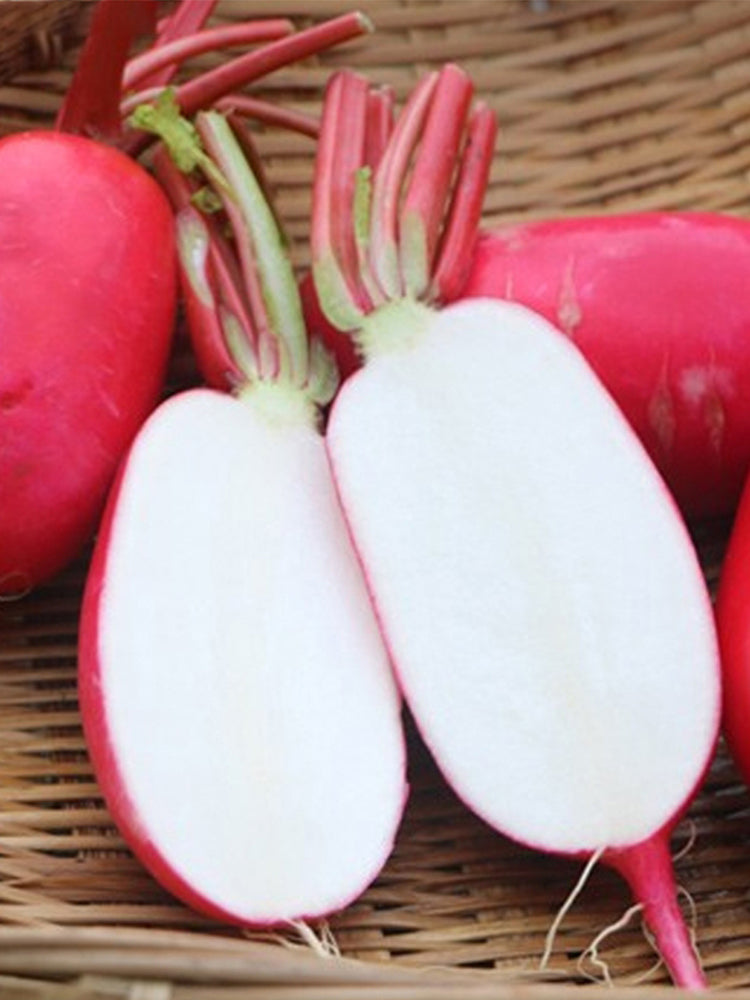 'Guanhong No.3' Radish