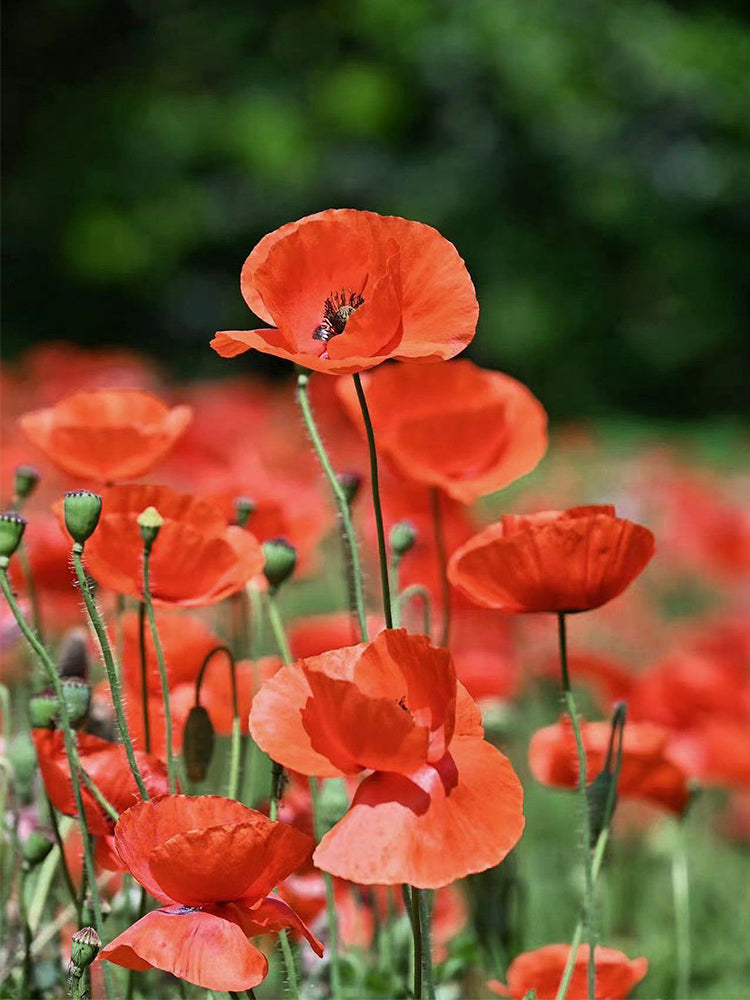 Hezhichun Field Poppy