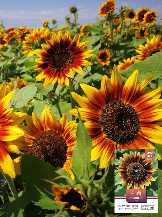 'Solar Eclipse' Ornamental Sunflower