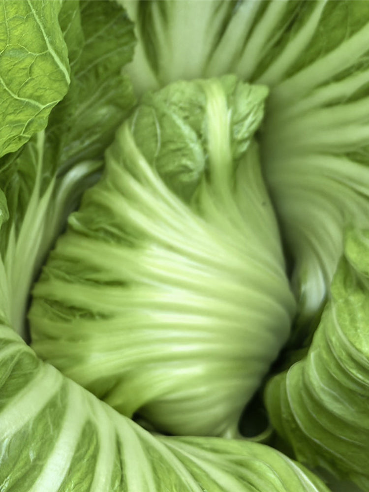 'Selected Dapingpu 818' Mustard Greens