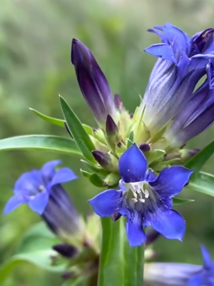 Largeleaf Gentian Qin Jiao