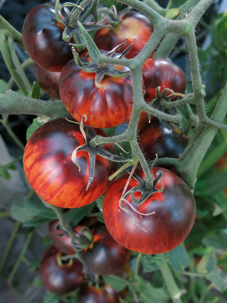 K Night Queen Tomato
